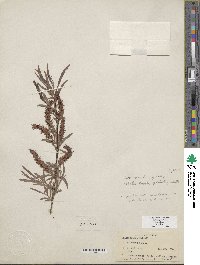 Salix exigua image