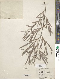 Salix exigua var. exigua image