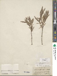 Salix sessilifolia image