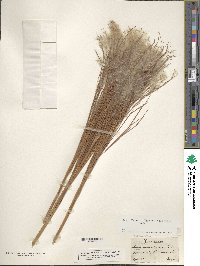 Andropogon bicornis image