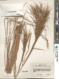 Andropogon bicornis image