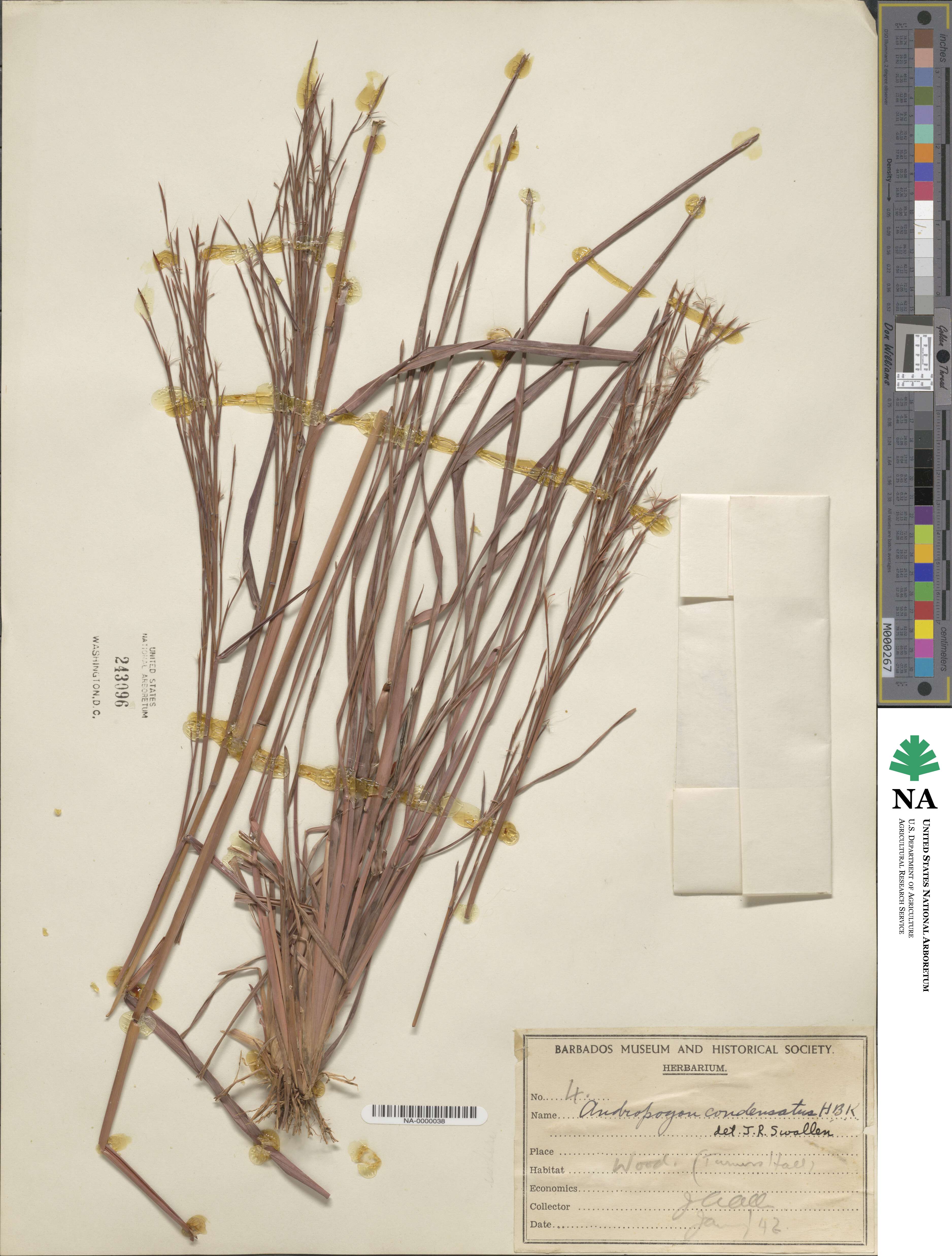 Schizachyrium condensatum image