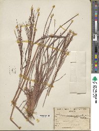 Schizachyrium condensatum image