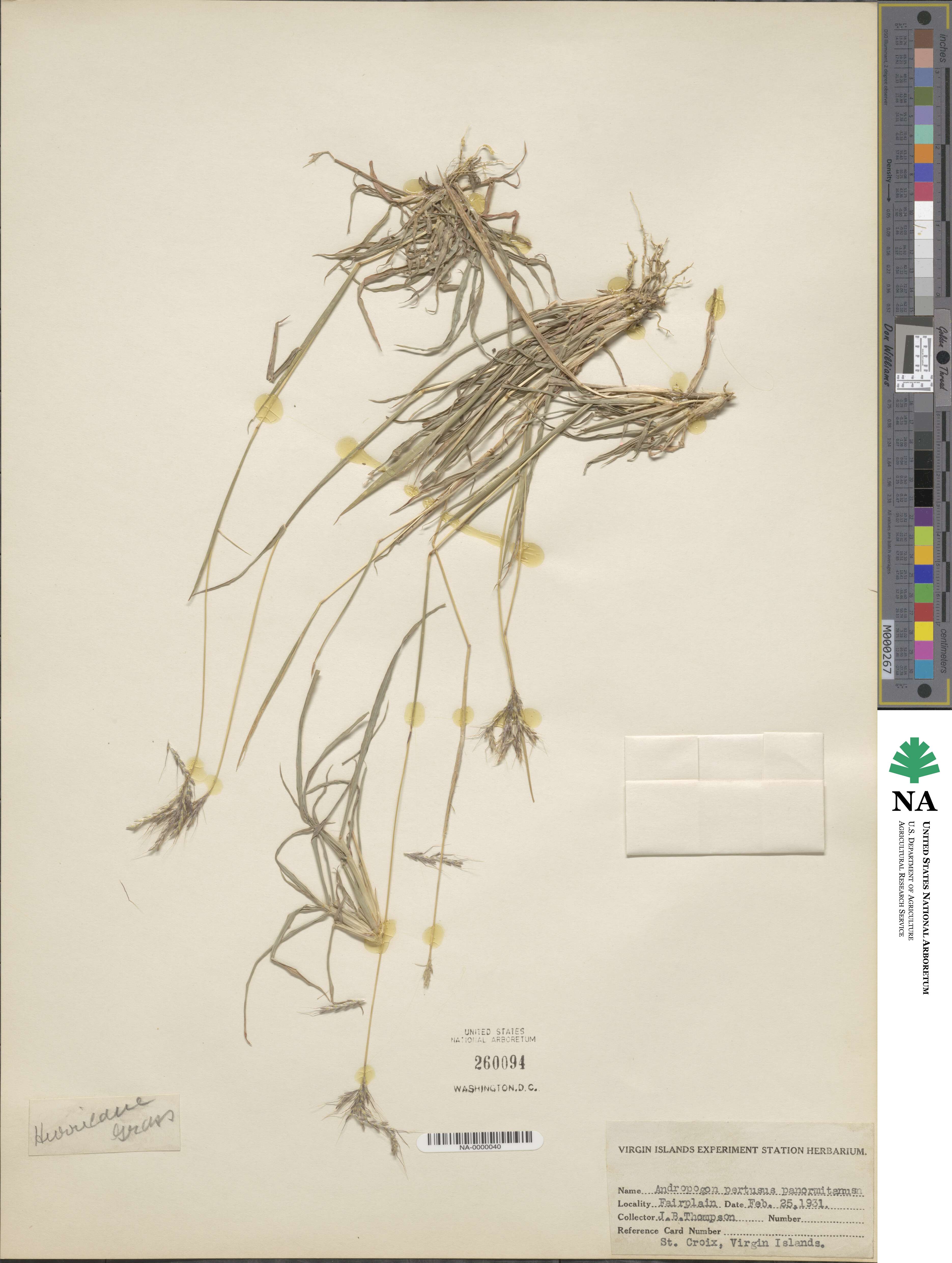 Bothriochloa pertusa image