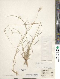 Image of Stapfochloa ciliata