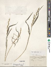 Echinochloa colona image