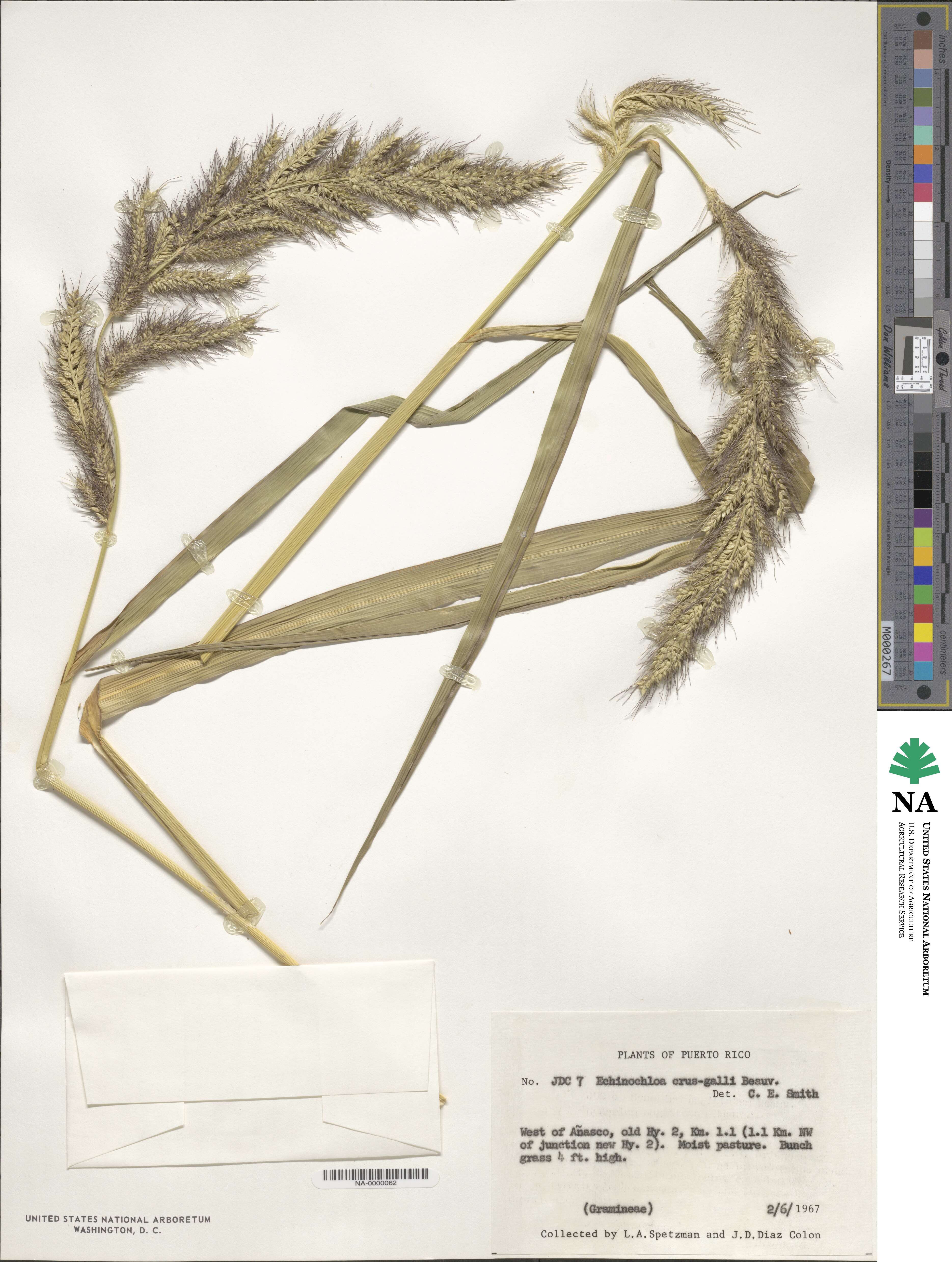 Echinochloa image