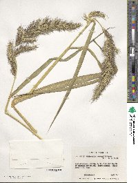 Image of Echinochloa crus-galli