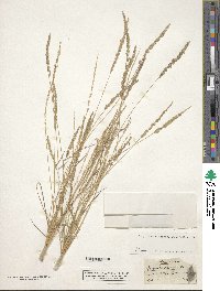 Image of Eragrostis ciliaris