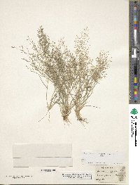 Eragrostis minor image