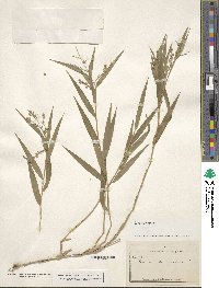 Image of Panicum divaricatum