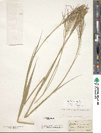 Image of Leptochloa virgata