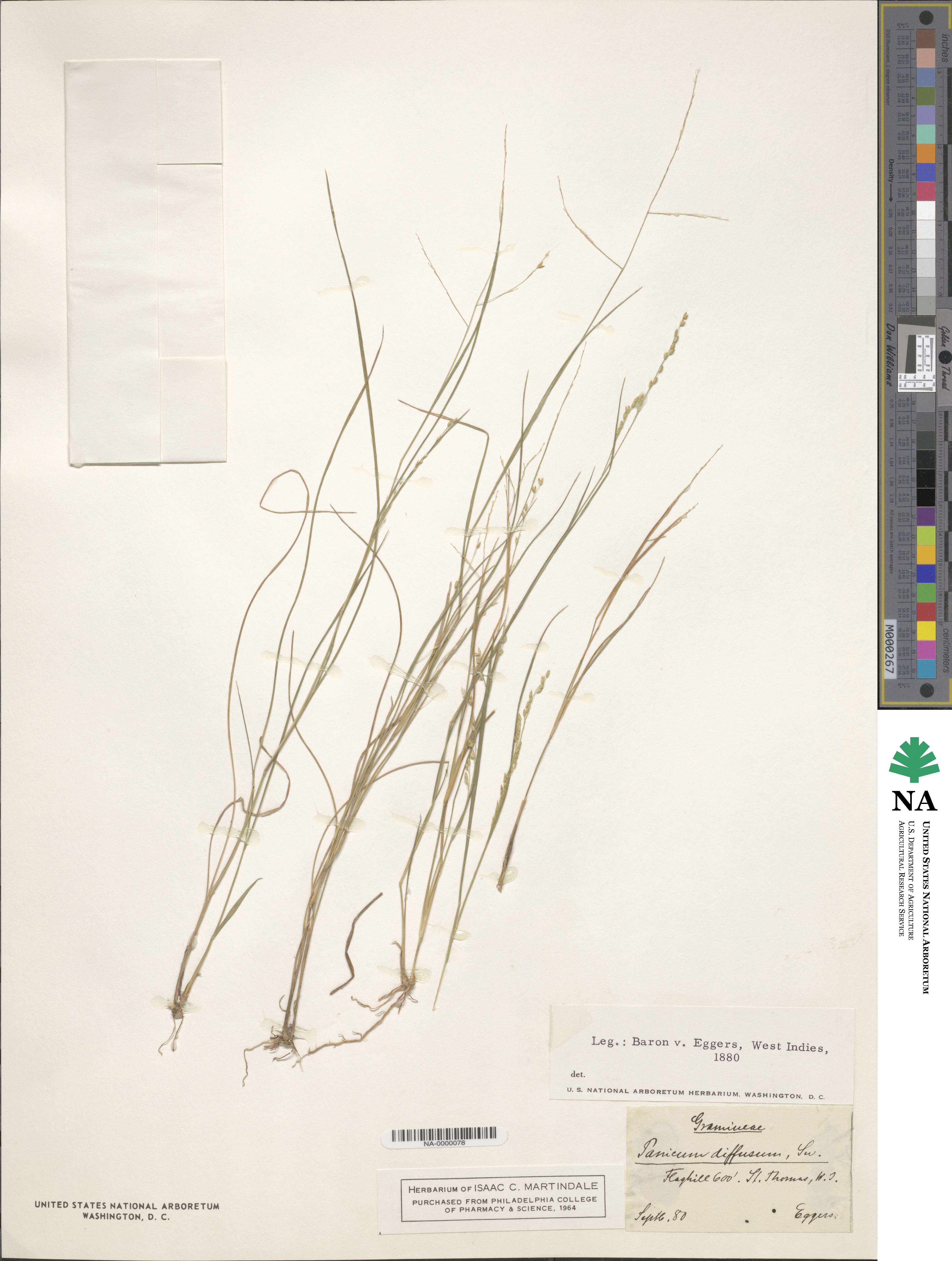 Panicum diffusum image