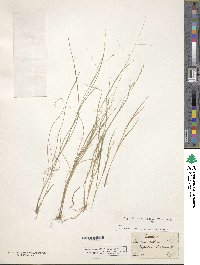 Panicum diffusum image