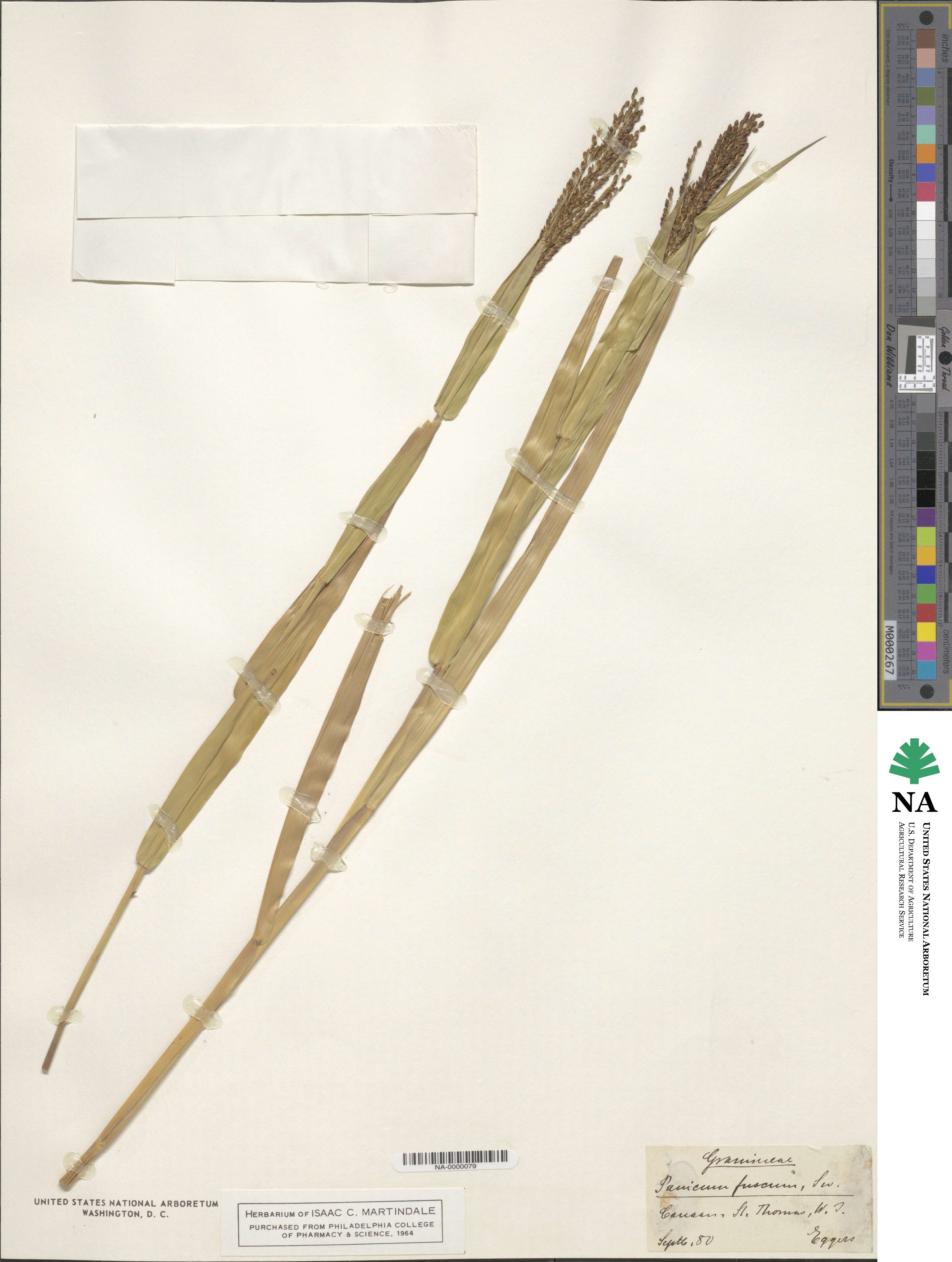 Urochloa fusca image