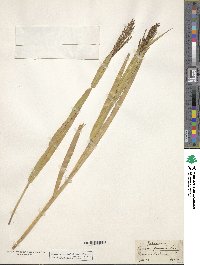 Urochloa fusca image