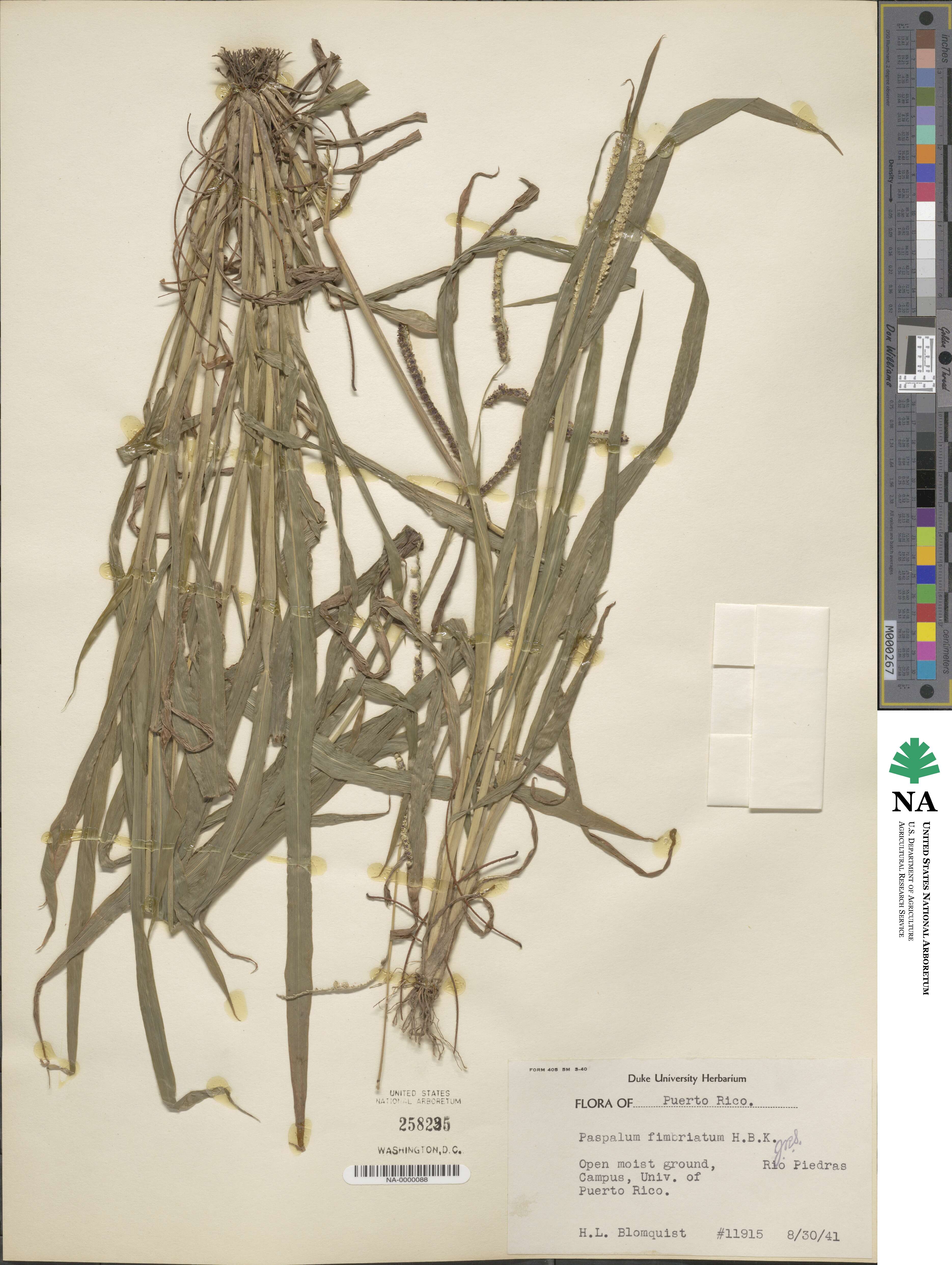 Paspalum fimbriatum image