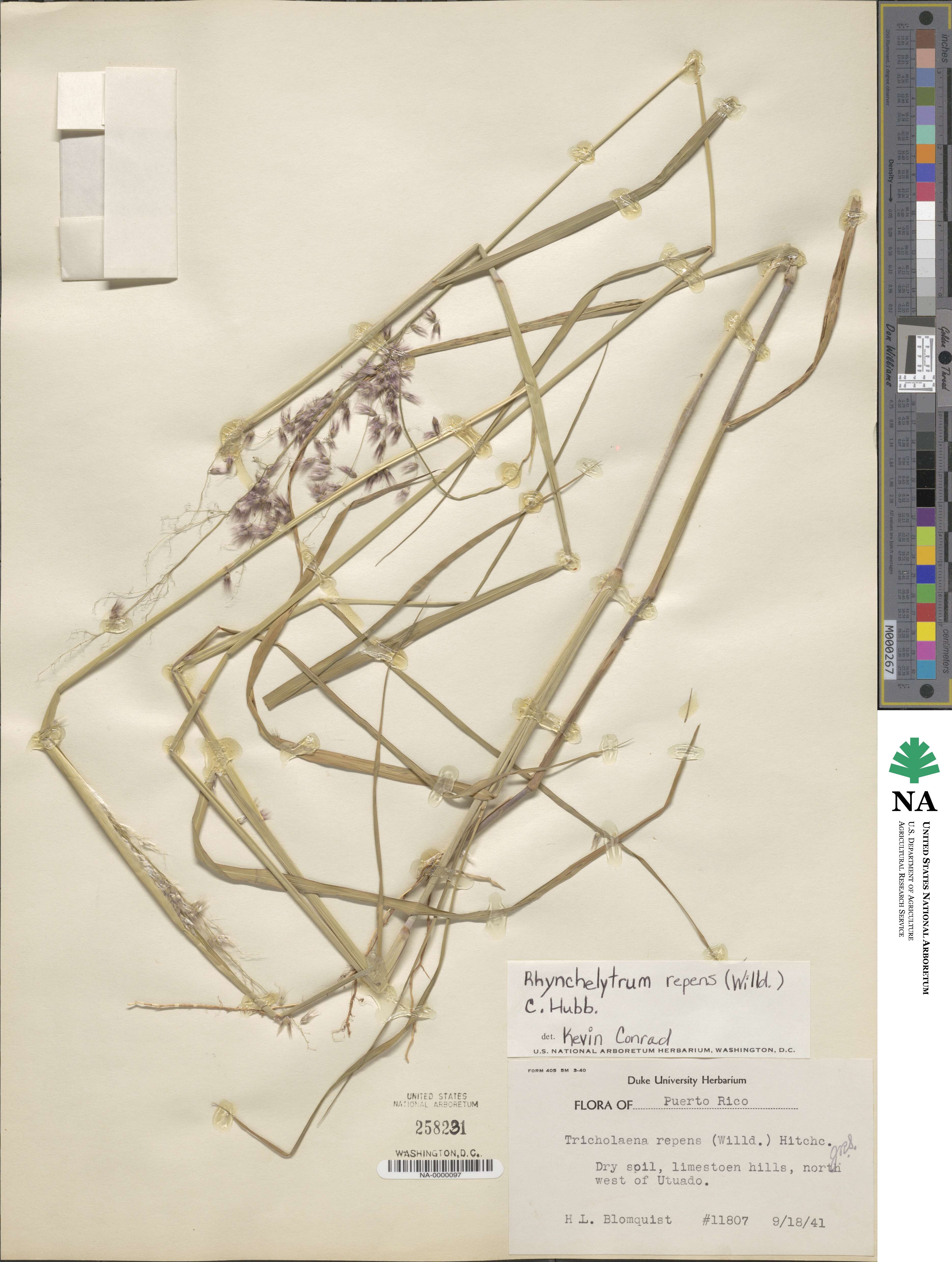 Melinis repens image