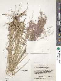 Melinis repens image