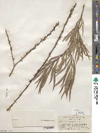 Salix sessilifolia image