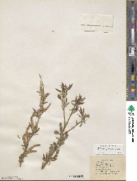 Salix amygdaloides image