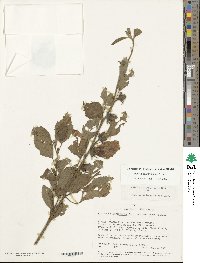 Hibiscus berberidifolius image