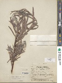 Salix exigua image