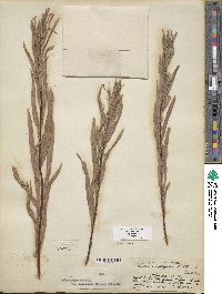 Salix exigua image