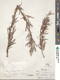 Salix exigua image