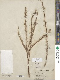 Salix exigua var. exigua image