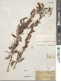 Salix exigua image