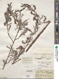 Salix exigua image