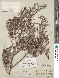 Salix exigua image