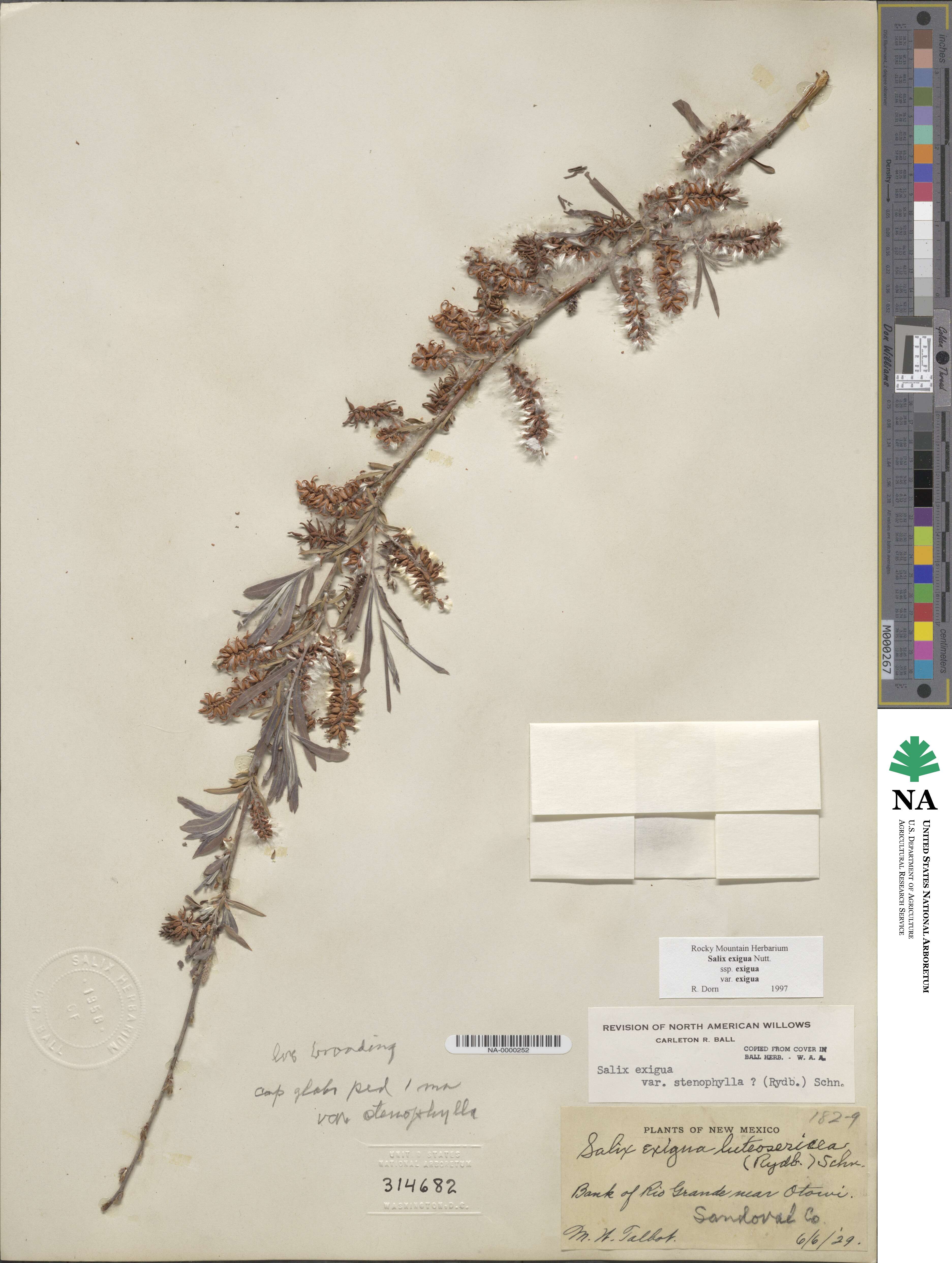Salix exigua image
