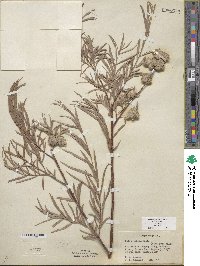 Salix exigua image