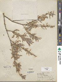 Salix exigua image