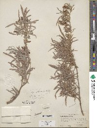 Salix exigua image