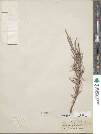 Salix exigua image