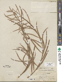 Salix exigua image