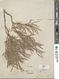 Salix exigua image