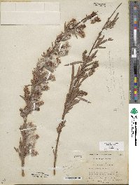 Salix exigua image