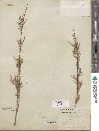 Salix exigua image