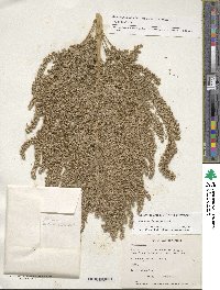 Image of Amaranthus hypochondriacus