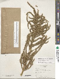 Amaranthus dubius image