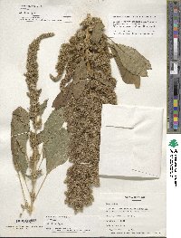 Amaranthus hybridus image