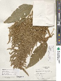 Amaranthus cruentus image