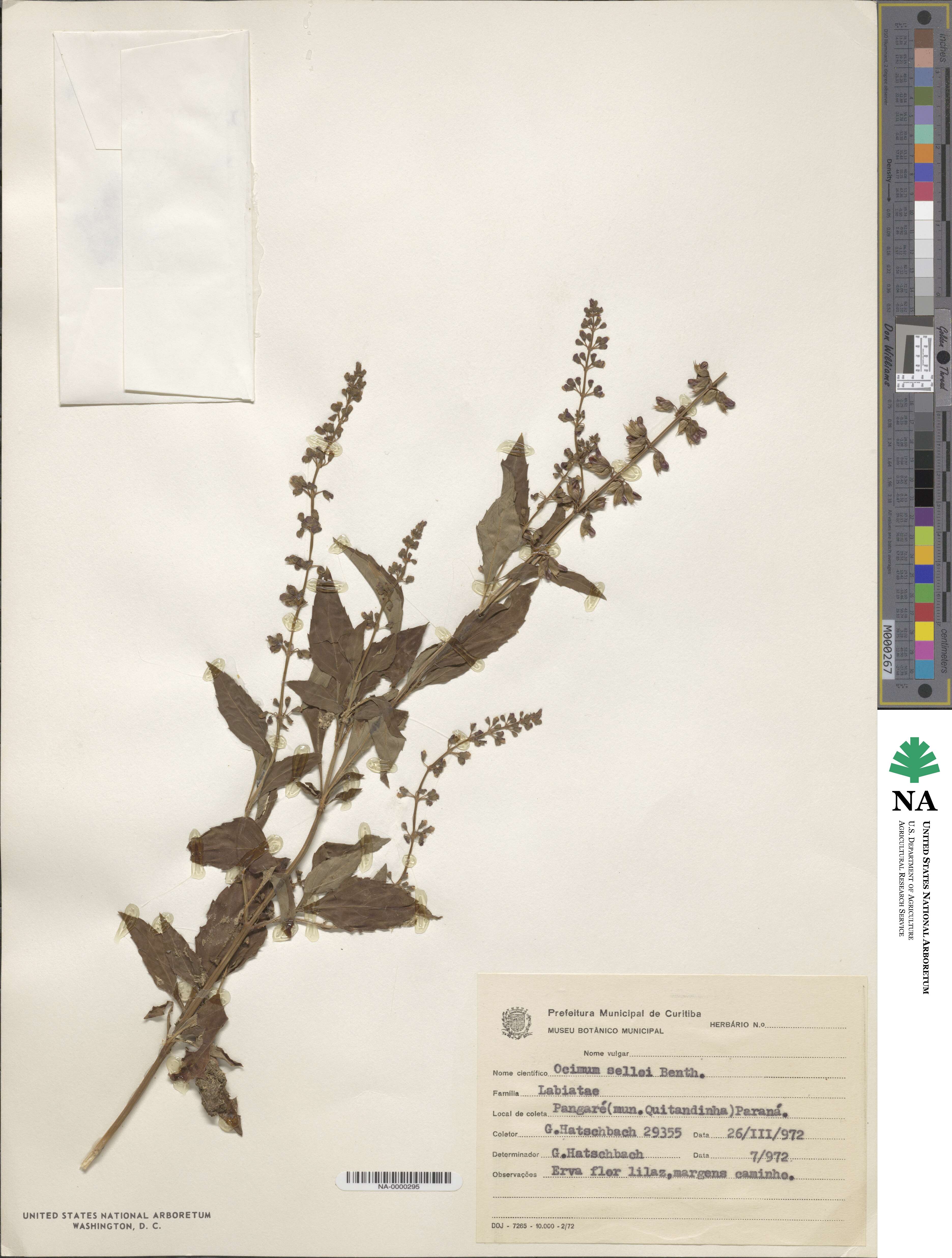 Ocimum carnosum image