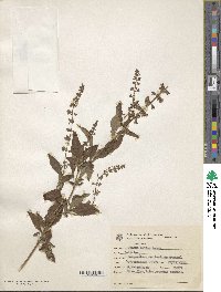 Image of Ocimum carnosum