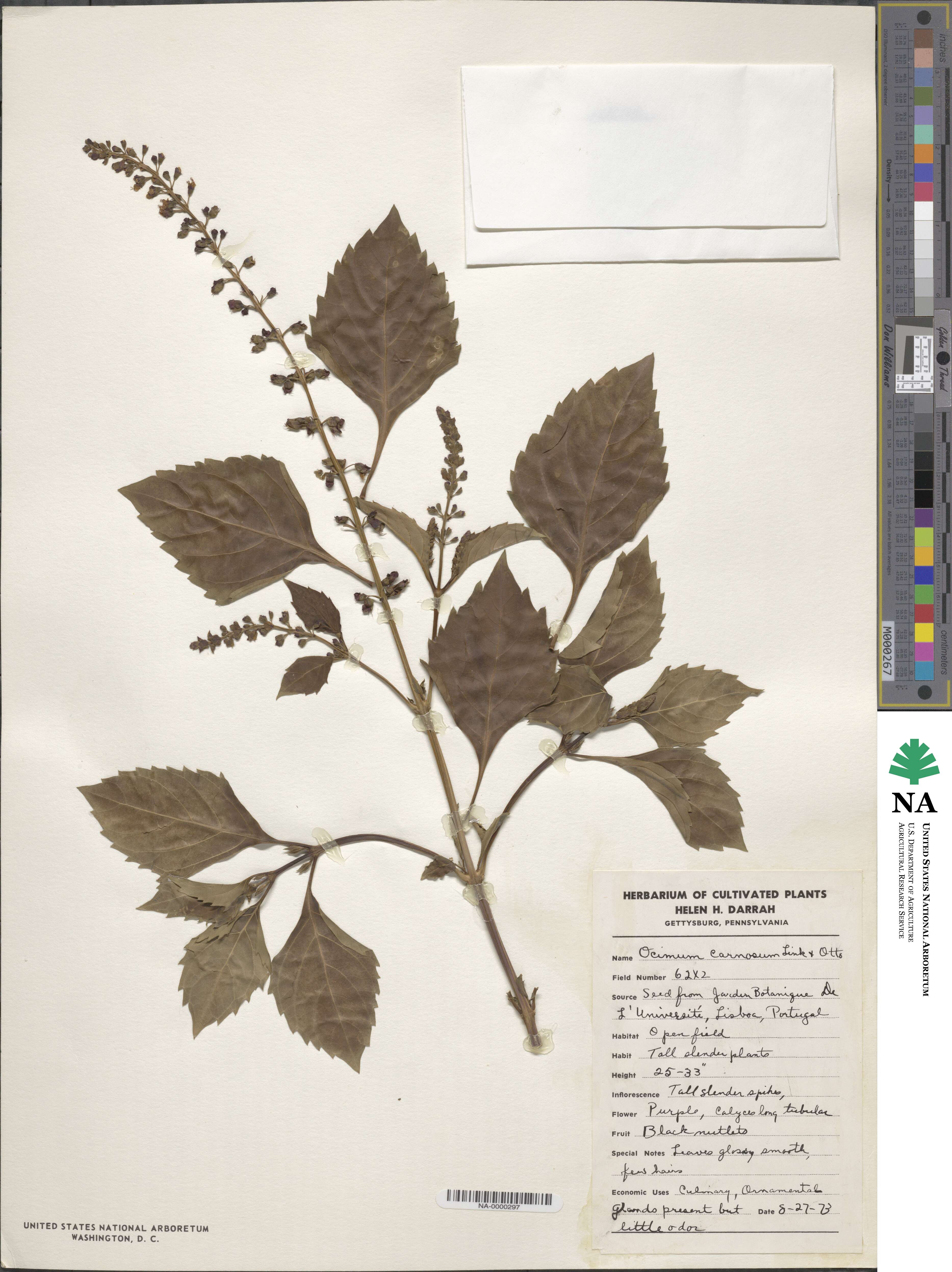 Ocimum carnosum image