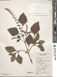 Ocimum carnosum image